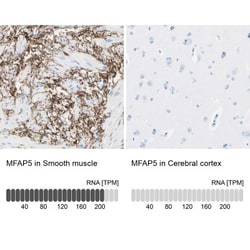 MAGP-2/MFAP5 Antibody, Novus Biologicals 0.1mL; Unlabeled:Antibodies, Polyclonal